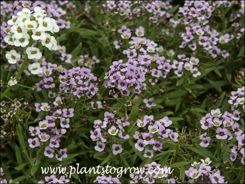 Sweet Alyssum Easter Bonnet Violet (early May)